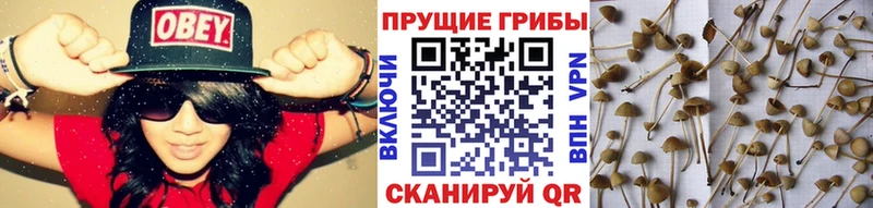Галлюциногенные грибы Cubensis  Тында 